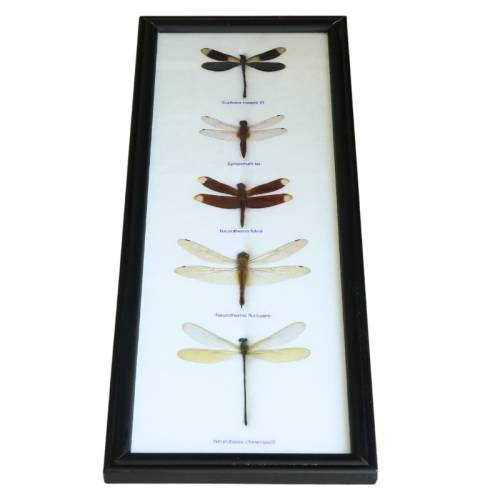 Marco madera con 5 Libélulas  Fósiles y minerales