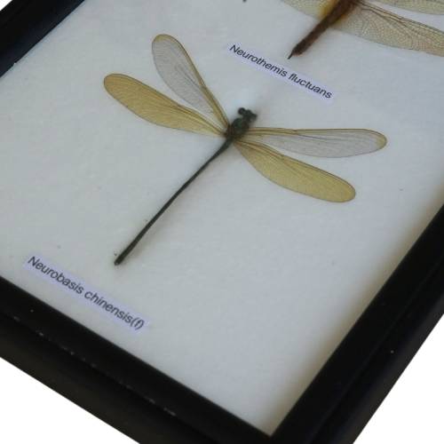 Cornice in legno con 5 libels