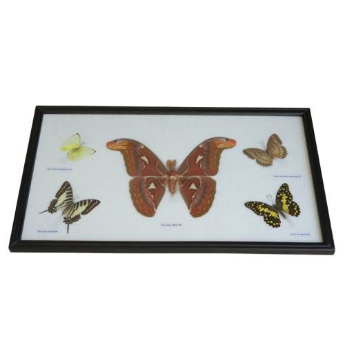 Marco Mariposa Atlas + 4 surtidas  Fósiles y minerales