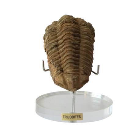 Fossile di trilobite