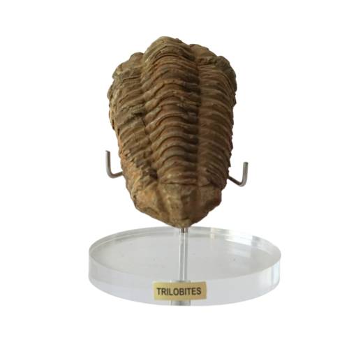 Fósil Trilobite  Fósiles y minerales Fósil Trilobite  Fósiles y minerales