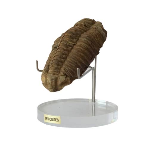 Fossile di trilobite