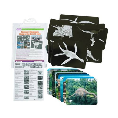 Rayos X - Dinosaurios Roylco Animales y Naturaleza