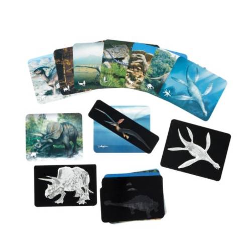 Rayos X - Dinosaurios Roylco Animales y Naturaleza