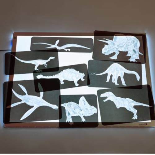 Rayos X - Dinosaurios Roylco Animales y Naturaleza