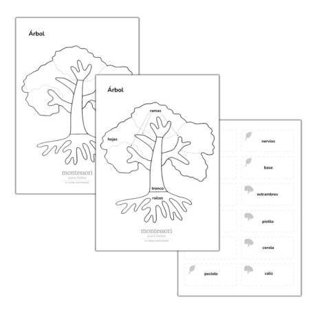 Imprimible - Plantillas de Botánica  Tarjetas Montessori