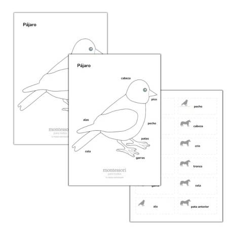 Imprimible - Plantillas de Zoología  Tarjetas Montessori