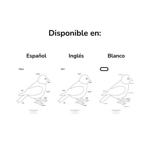 Reorderable - Attività zoologiche