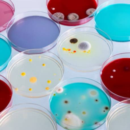 Pack de 3 placas Petri de plástico  Física y Experimentos