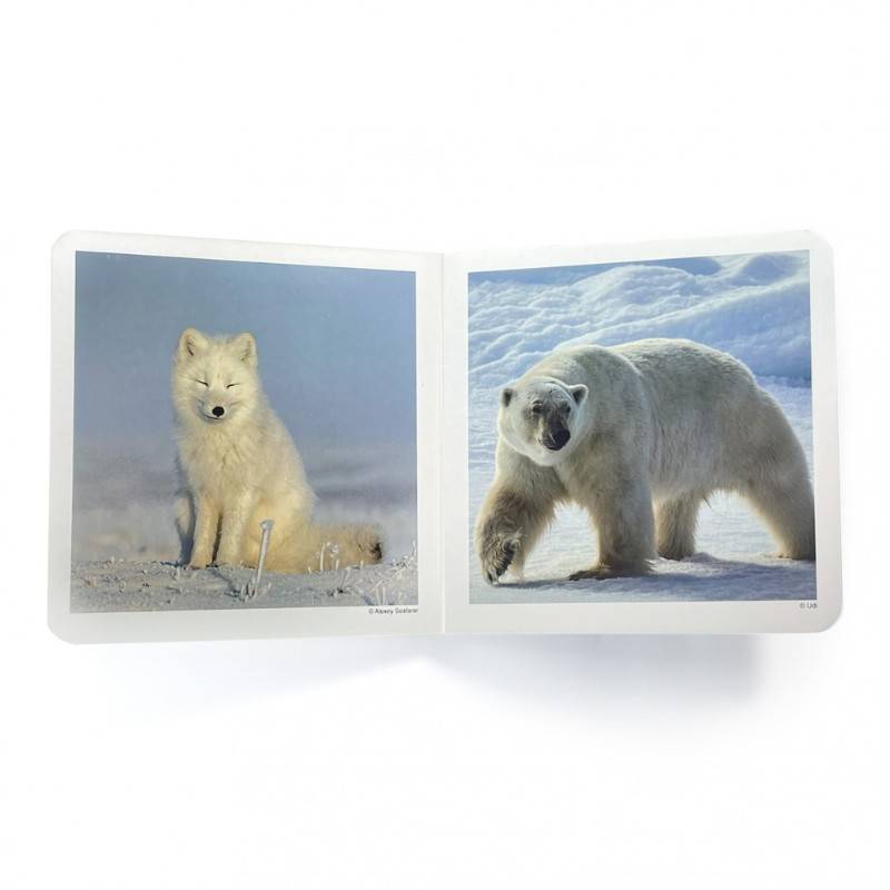 Cuento imágenes reales - Animales polares · Nowordbooks