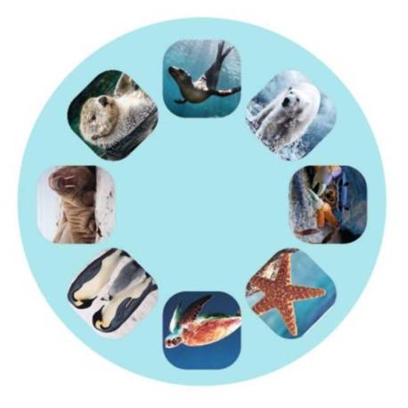 Diapositive sulle creature marine