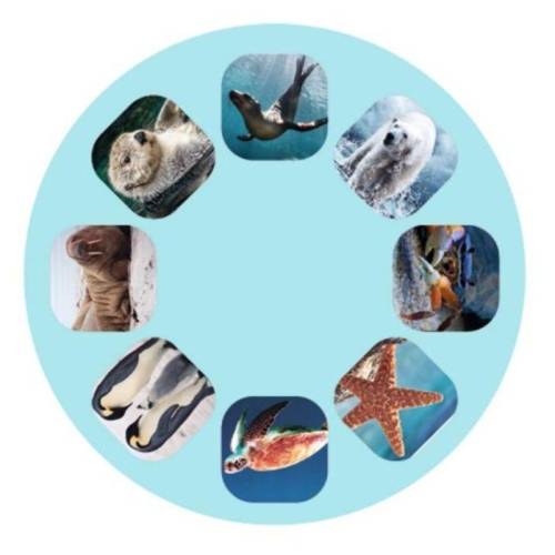 Diapositivas Criaturas marinas  Linternas Proyector
