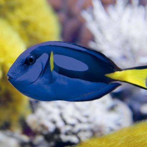 Diapositive sulle creature marine