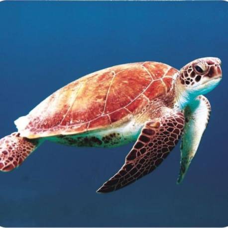 Diapositivas Criaturas marinas  Linternas Proyector