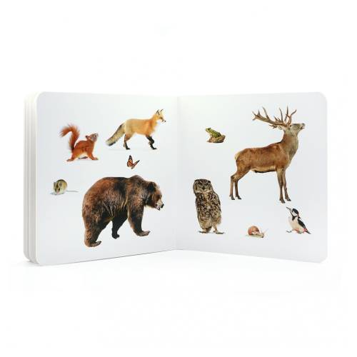 Cuento imágenes reales - Animales del bosque 2 Nowordbooks Nowordbooks