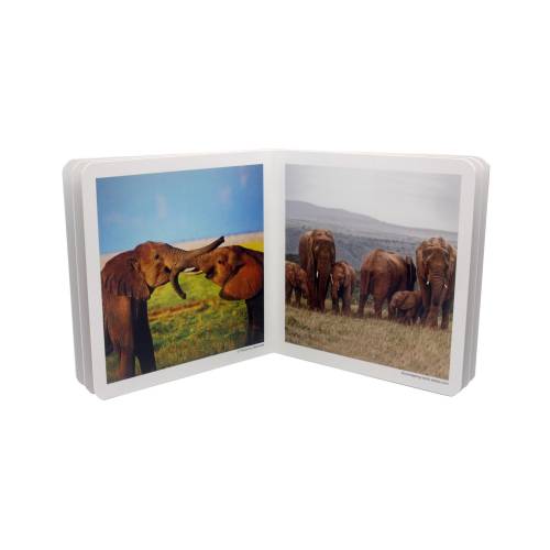 Cuento Imágenes reales - Animales en Familia vol. 2 Nowordbooks Nowordbooks