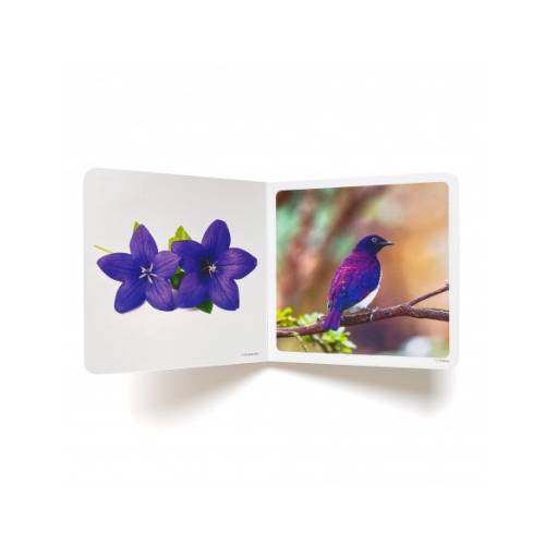 Tale immagini reali - Violeta