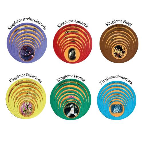 Cajas chinas Montessori | Clasificación de los 6 Reinos Nienhuis Botánica y Zoología