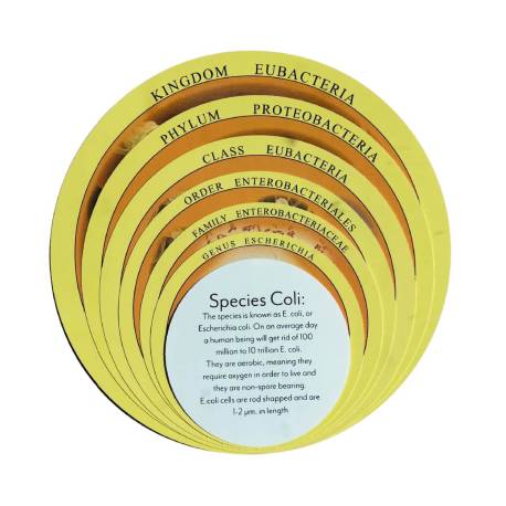 Cajas chinas Montessori | Clasificación de los 6 Reinos Nienhuis Botánica y Zoología