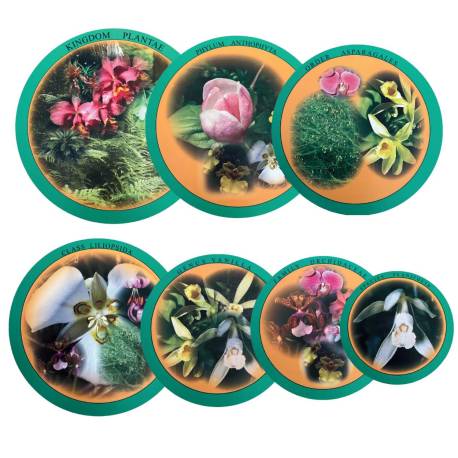 Cajas chinas Montessori | Clasificación de los 6 Reinos Nienhuis Botánica y Zoología