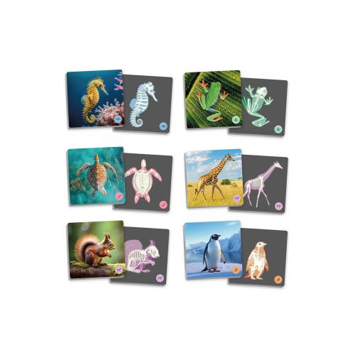 Maxi-memory Animales vertebrados y sus esqueletos Akros Animales y Naturaleza