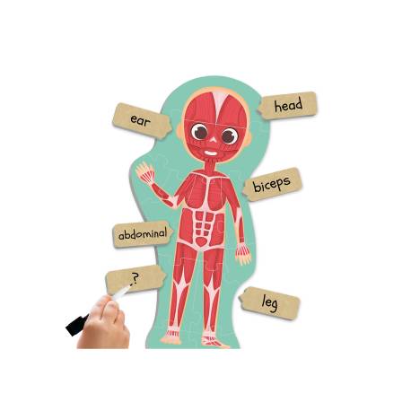 Descubre e identifica el cuerpo humano