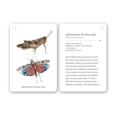 Llavero de tarjetas - Insectos