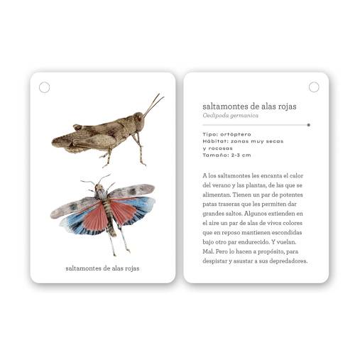Fíjate: Insectos | Libro de observación y naturaleza para niños  Animales y Naturaleza