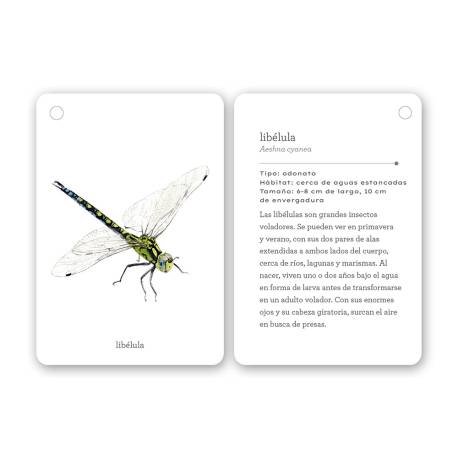 Llavero de tarjetas - Insectos