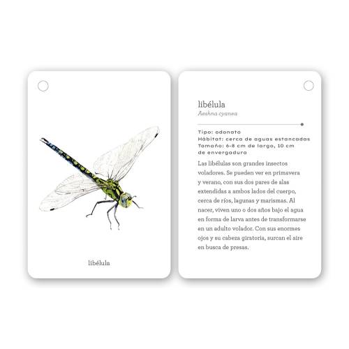 Fíjate: Insectos | Libro de observación y naturaleza para niños  Animales y Naturaleza
