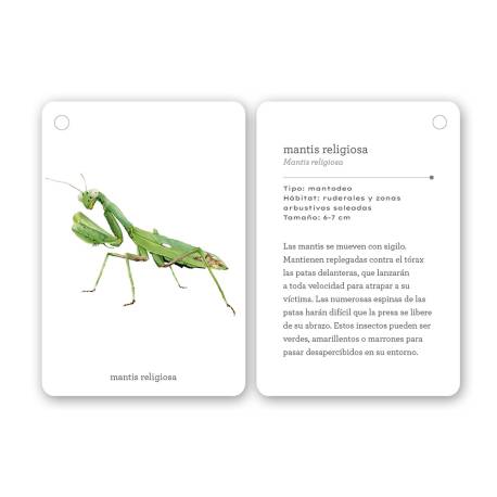 Llavero de tarjetas - Insectos