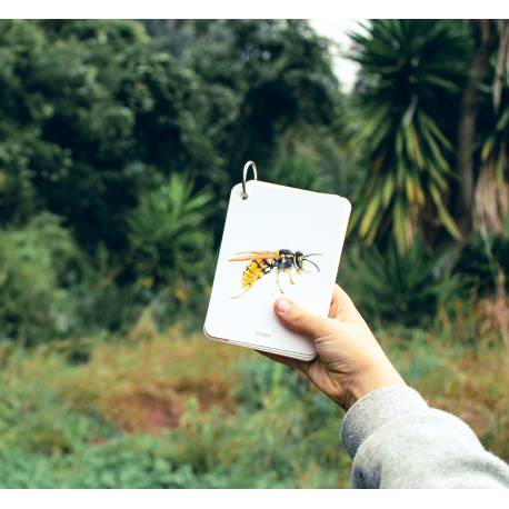 Llavero de tarjetas - Insectos