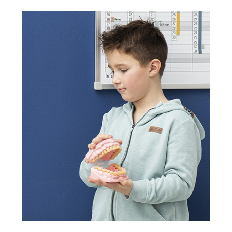 Molde de boca y dientes gigante  Cuerpo Humano