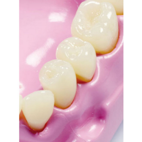 Molde de boca y dientes gigante  Cuerpo Humano