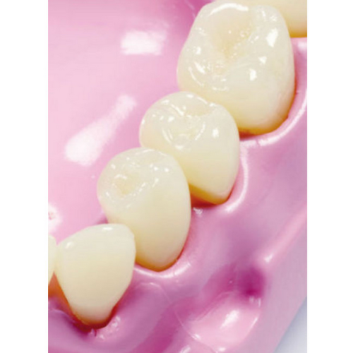 Molde de boca y dientes gigante  Cuerpo Humano