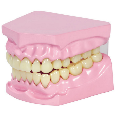 Stampo dentale