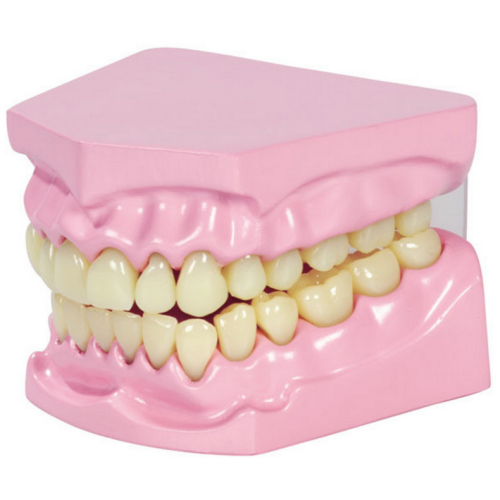 Molde de boca y dientes gigante  Cuerpo Humano