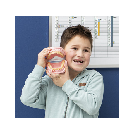 Molde de boca y dientes gigante  Cuerpo Humano