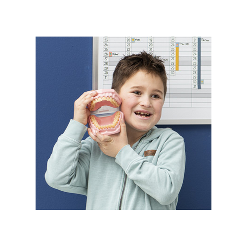 Molde de boca y dientes gigante  Cuerpo Humano