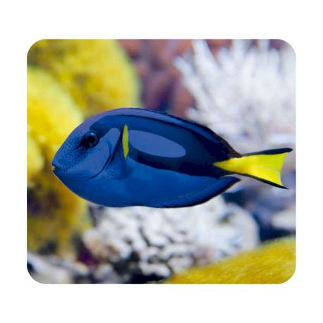 Progetto lanterna Animali del mare