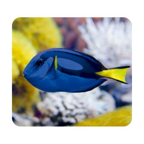 Linterna Proyector Animales del Mar  Linternas Proyector
