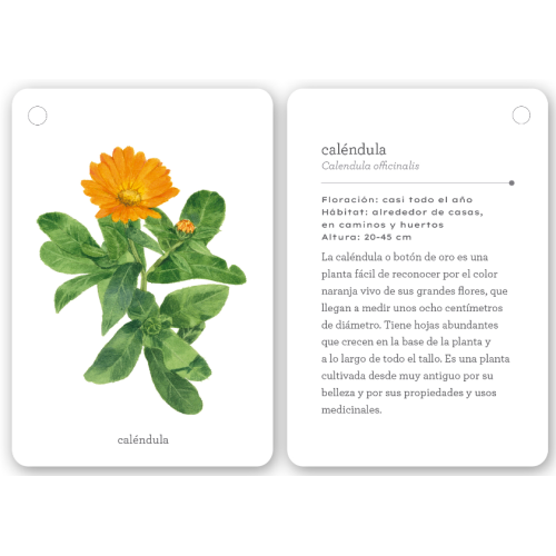 Fíjate | Flores silvestres  Animales y Naturaleza