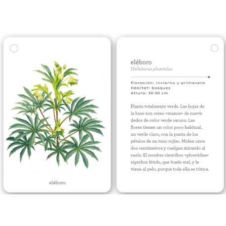 Fíjate | Flores silvestres  Animales y Naturaleza 2