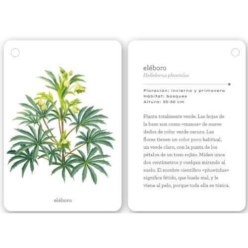 Fíjate | Flores silvestres  Animales y Naturaleza