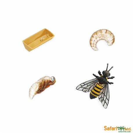 Ciclo de vida de la abeja Safari LTD Ciclos de la vida