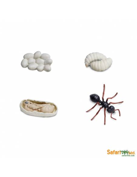 Ciclo de vida de la hormiga Safari LTD Ciclos de la vida