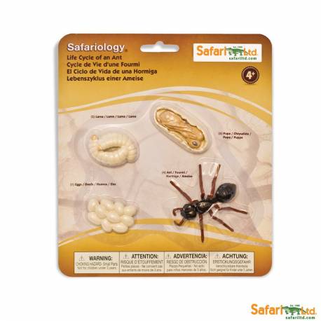 Ciclo de vida de la hormiga Safari LTD Ciclos de la vida