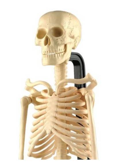 Esqueleto humano (46 cm) Commotion Ciencia y medio ambiente