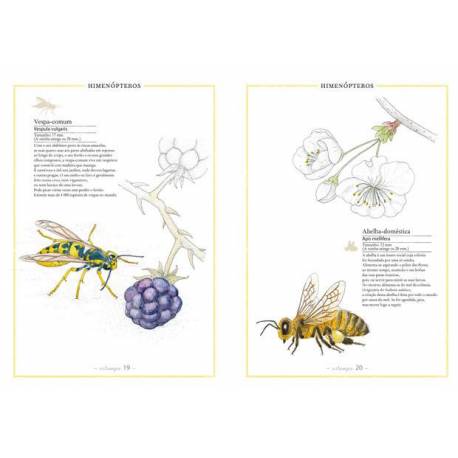 Inventario ilustrado de isectos