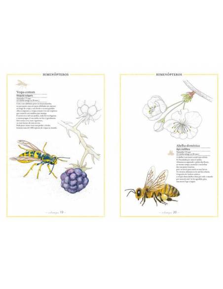Inventario ilustrado de insectos  Libros con Imágenes Reales